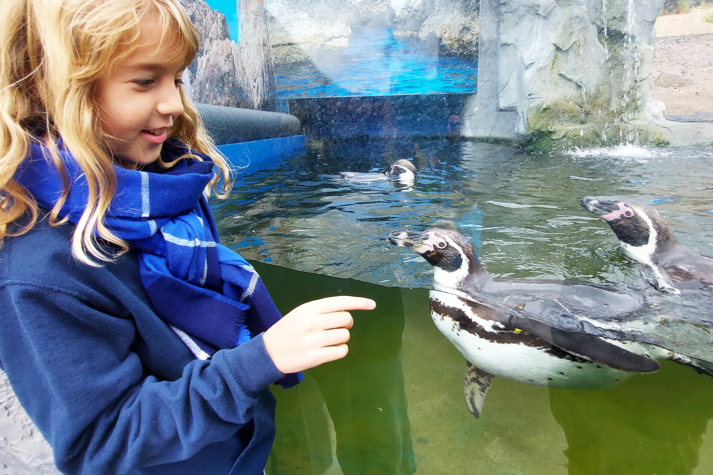 Penguins at Oceanworld
